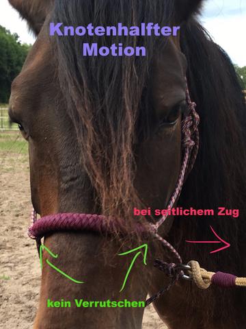 Equoni Knotenhalfter Motion